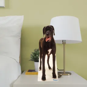 Animals: Great Dane Mini Cardstock Cutout - Stand Out